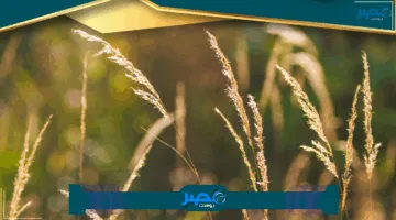 «نتائج مؤكدة» نتائج الثالث متوسط الدور الأول 2025 بالرقم الامتحاني أداء رسمي الآن